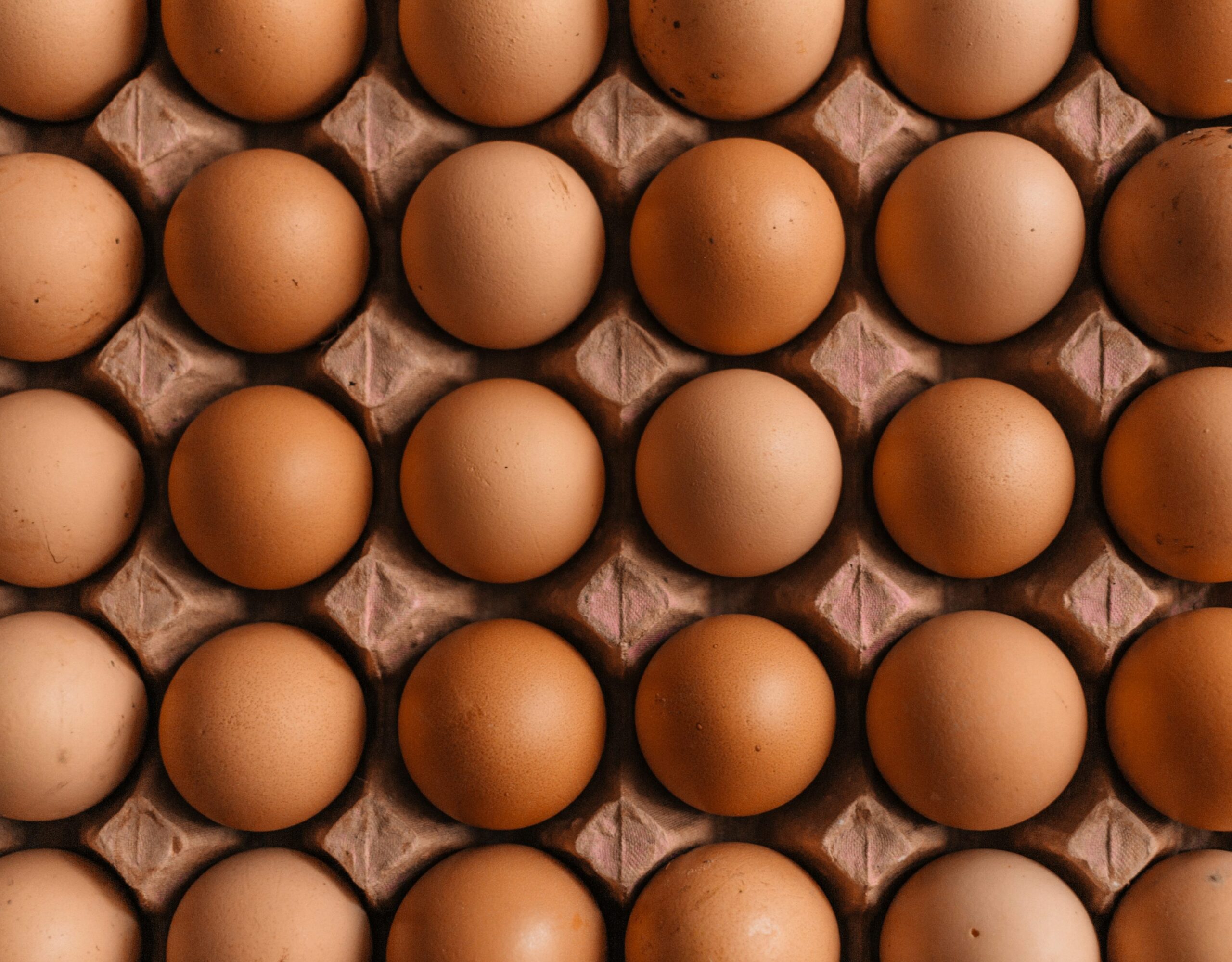 jaja-scaled.jpg